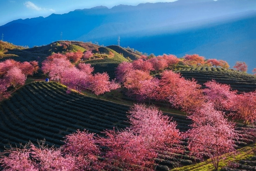 Mùa xuân vùng Tây Bắc. Ảnh: sưu tầm