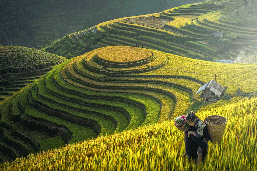 Ánh nắng mùa hè chiếu lên những mảnh ruộng bậc thang (Nguồn ảnh: sưu tầm)