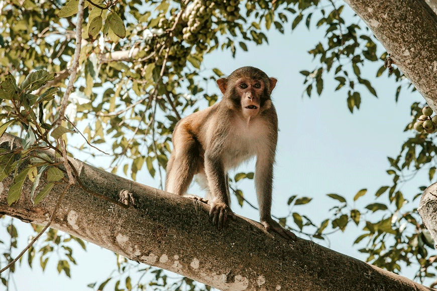 Khỉ trên đảo. Ảnh: sưu tầm