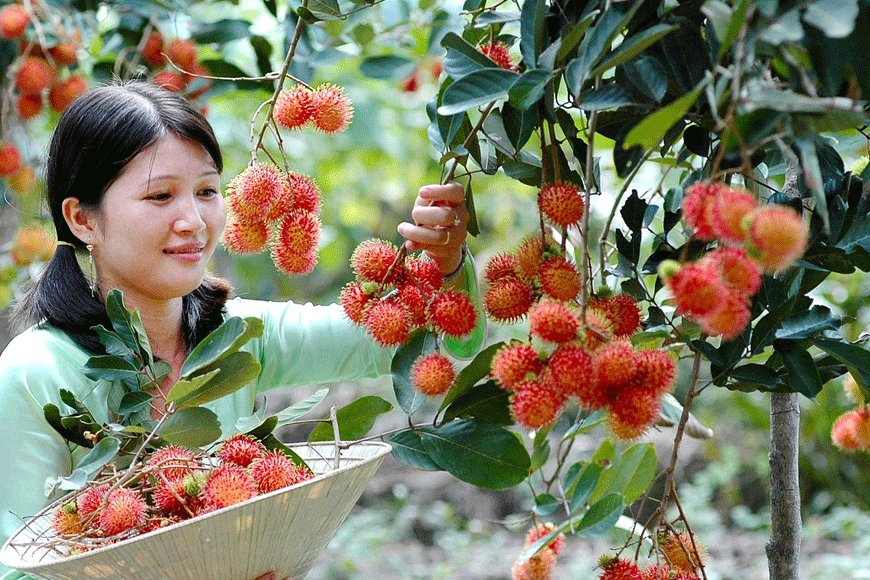 Mùa trái cây chín tại Bến Tre. Ảnh: sưu tầm