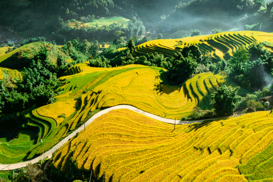 Ruộng lúa bậc thang bắt đầu ngả vàng. Ảnh: sưu tầm