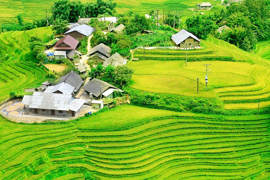 Những mảnh ruộng bậc thang xanh mướt tại thung lũng Mường Hoa. Ảnh: sưu tầm