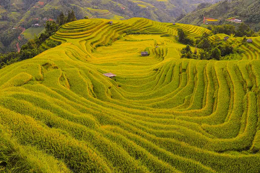 Ruộng bậc thang Hoàng Su Phì . Ảnh: sưu tầm