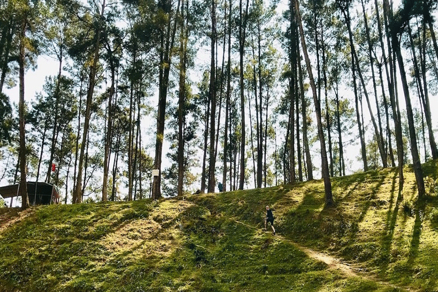 Rừng thông Yên Minh . Ảnh: sưu tầm