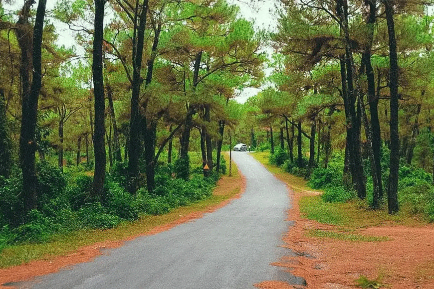 Đường lên đồi Thiên An. Ảnh: sưu tầm