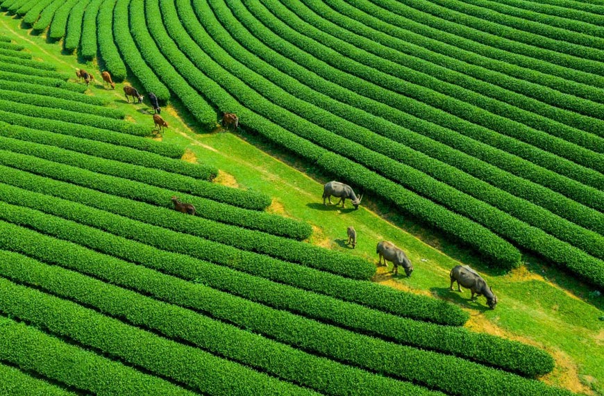 doi-che-o-long-mua-nao-dep