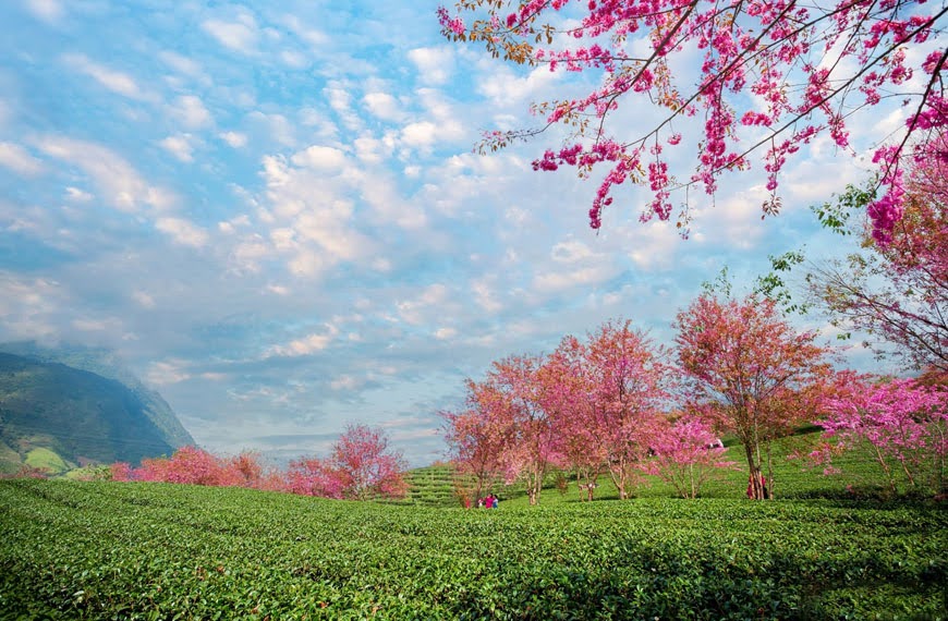 doi-che-o-long-o-dau