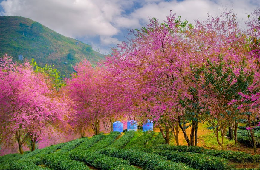 hoa-dao-tren-doi-che-o-long