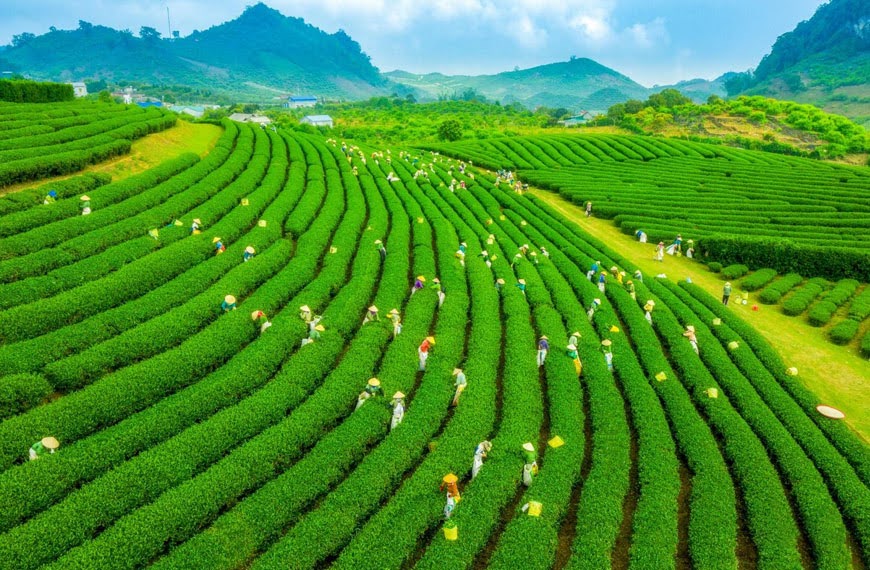 mua-thu-hoach-doi-che-o-long