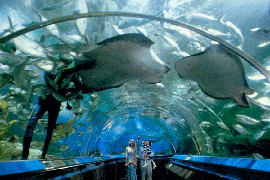 Ngắm nhìn hệ sinh thái biển thu nhỏ. Ảnh: sưu tầm