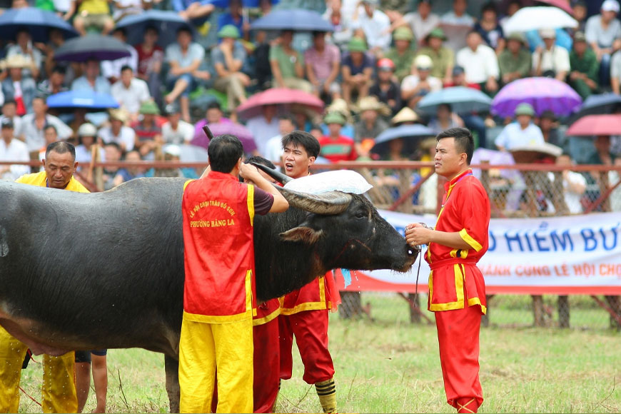  Khám Phá Lễ Hội Chọi Trâu Hải Phòng. Ảnh: Sưu tầm