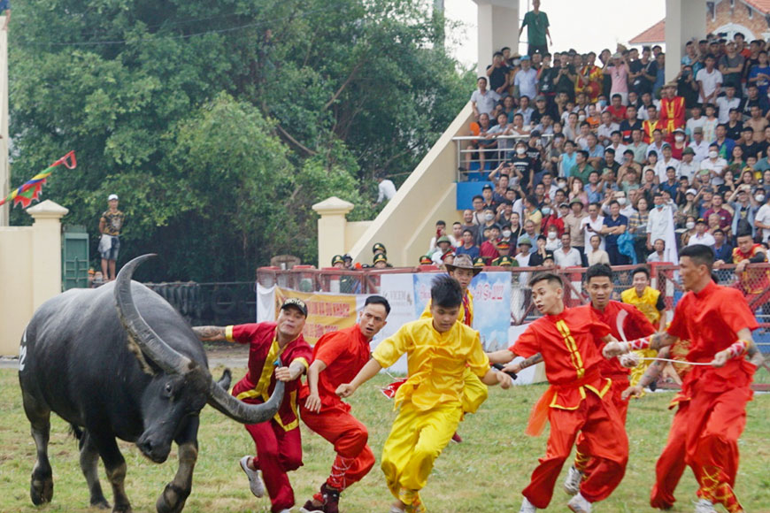 Lễ Hội Chọi Trâu Hải Phòng thu hút người xem. Ảnh: Sưu tầm