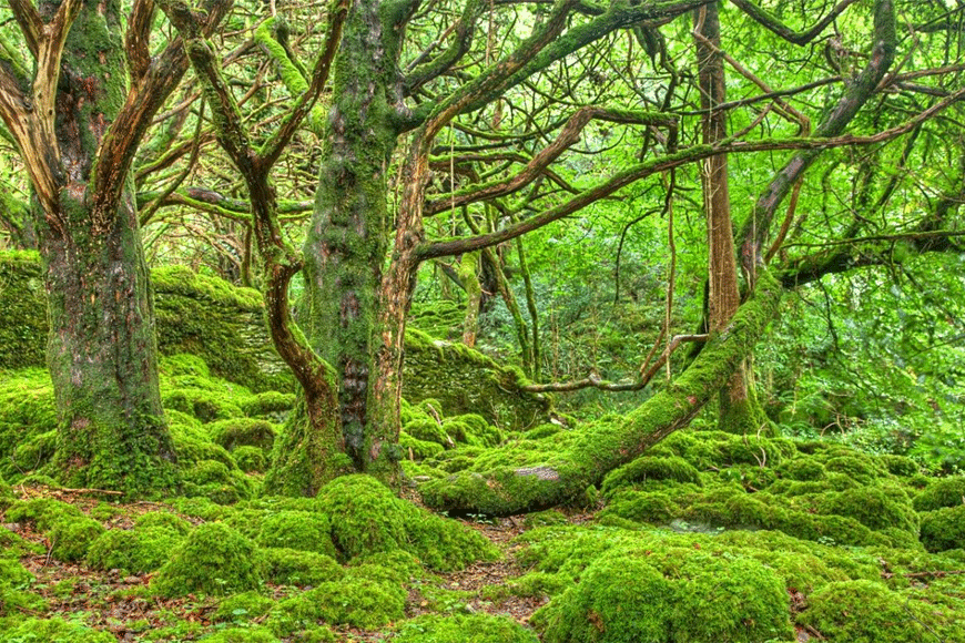 Vẻ đẹp rừng nguyên sinh trên chặng đường trekking. Ảnh: sưu tầm