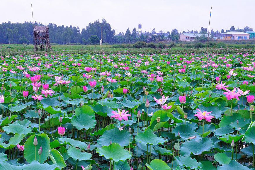 Khu bảo tồn sinh thái Đồng Tháp Mười. Ảnh: Sưu tầm 