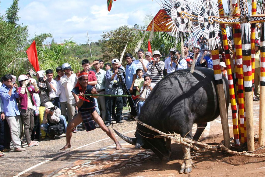 Những nét đặc sắc trong lễ hội đâm trâu làng Ông Tía. Ảnh: Sưu tầm 