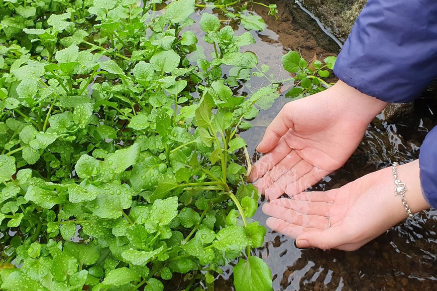 Hương vị đặc trưng của rau liệt. Ảnh: Sưu tầm  