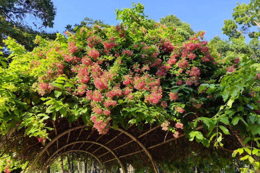 Công Viên Gia Định, không gian xanh yên bình.