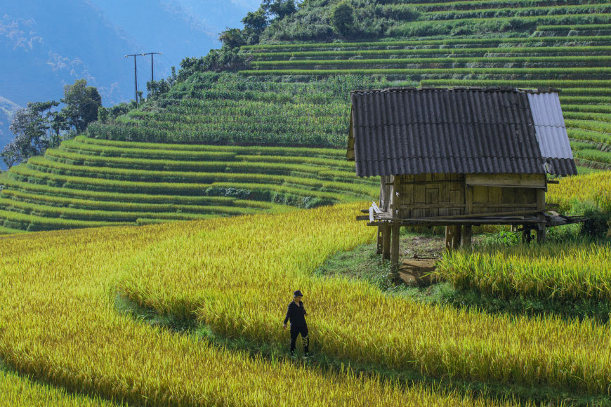 Chỉ ở Lao Chải mới có. Ảnh: Sưu tầm 