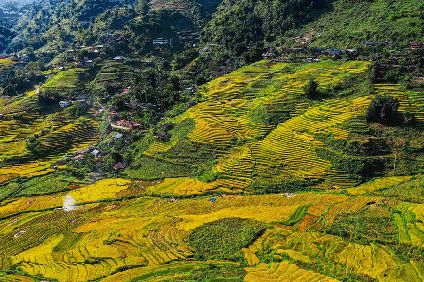 Mường Hoa vào mùa lúa chín. Ảnh: sưu tầm
