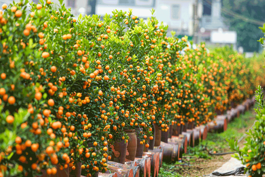 Nhiều lựa chọn cây cảnh chưng Tết. Ảnh: sưu tầm
