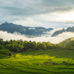 Nét đẹp cánh đồng lúa Pù Luông. Ảnh: sưu tầm