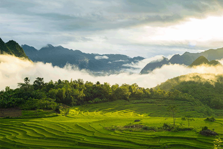 Nét đẹp cánh đồng lúa Pù Luông. Ảnh: sưu tầm