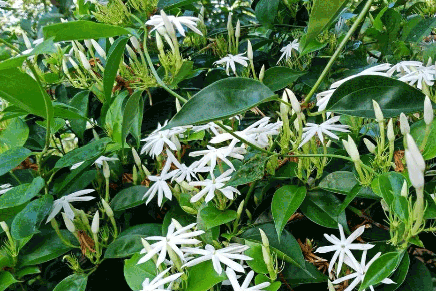 Lá và hoa chè vằng. Ảnh: sưu tầm