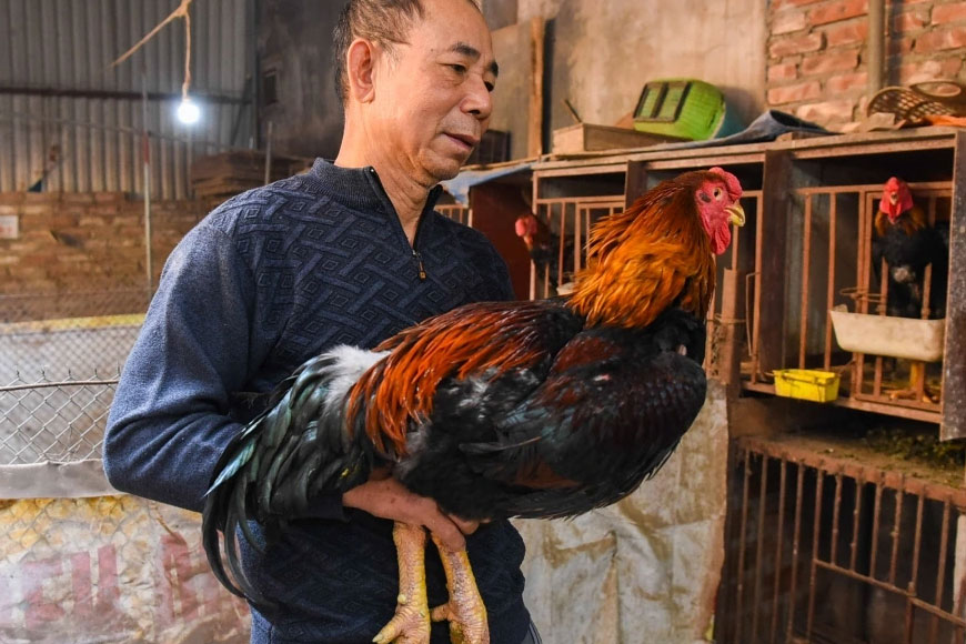 Gà Hồ còn trở thành nét đặc trưng trong đời sống người dân nơi đây. Ảnh: Sưu tầm