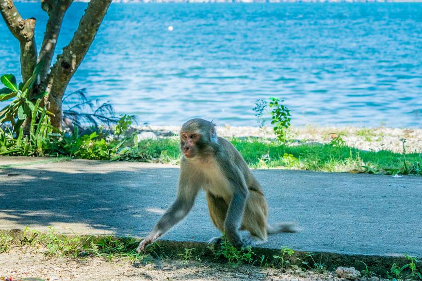 Tham quan Đảo Khỉ Nha Trang. Ảnh: Sưu tầm 