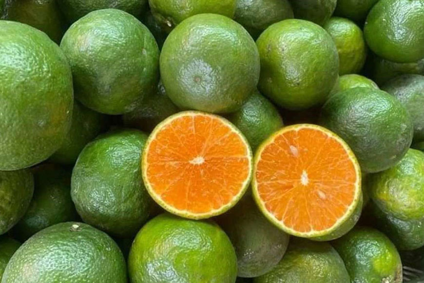 Hàng năm lễ hội cam Bố Hạ được tổ chức. Ảnh: Sưu tầm