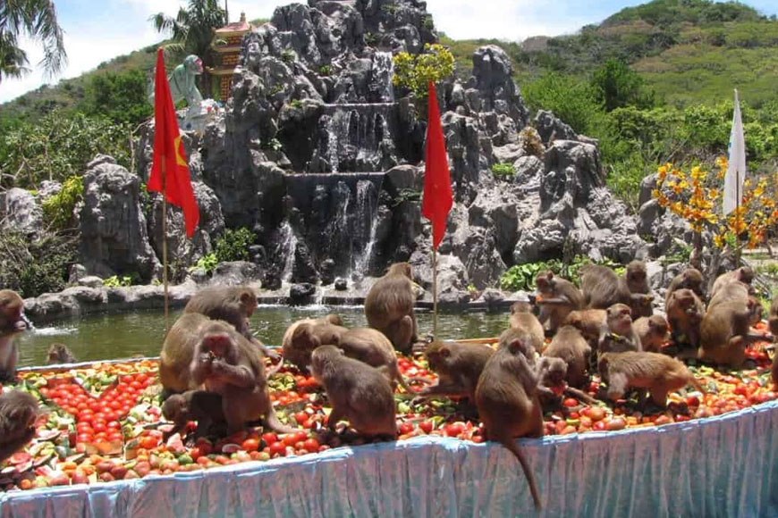 Hệ sinh thái tự nhiên ở Đảo Khỉ. Ảnh: Sưu tầm 