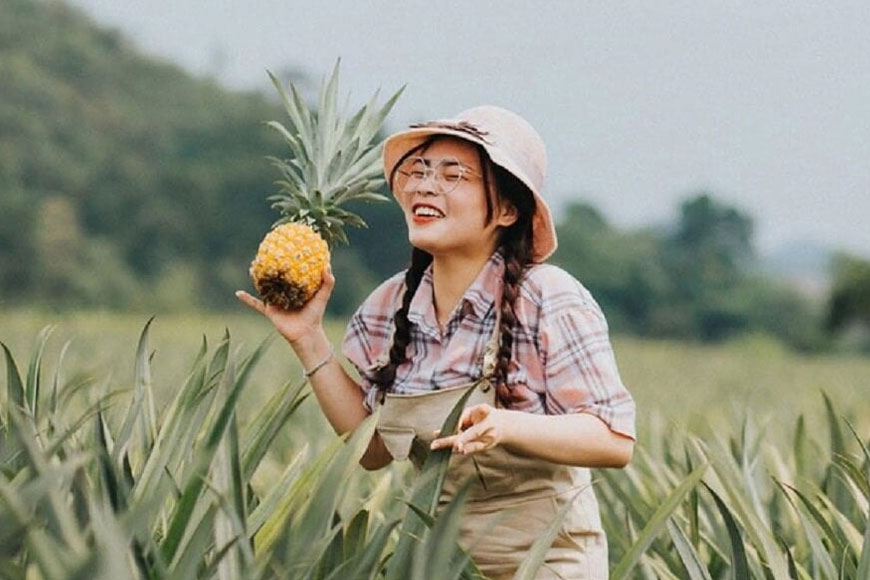 Tips chọn mua dứa ngon tại vườn. Ảnh: Sưu tầm