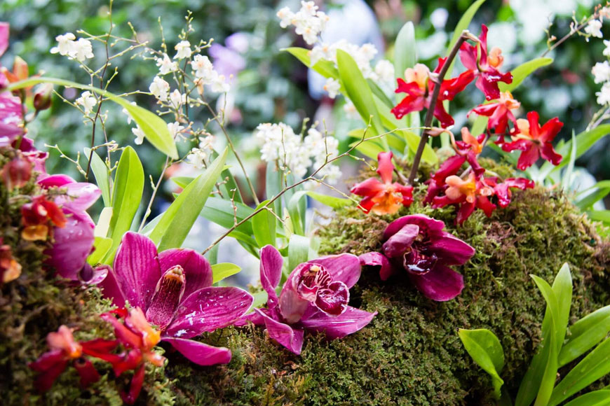 Vườn hoa lan đa màu sắc. Ảnh: Sưu tầm 