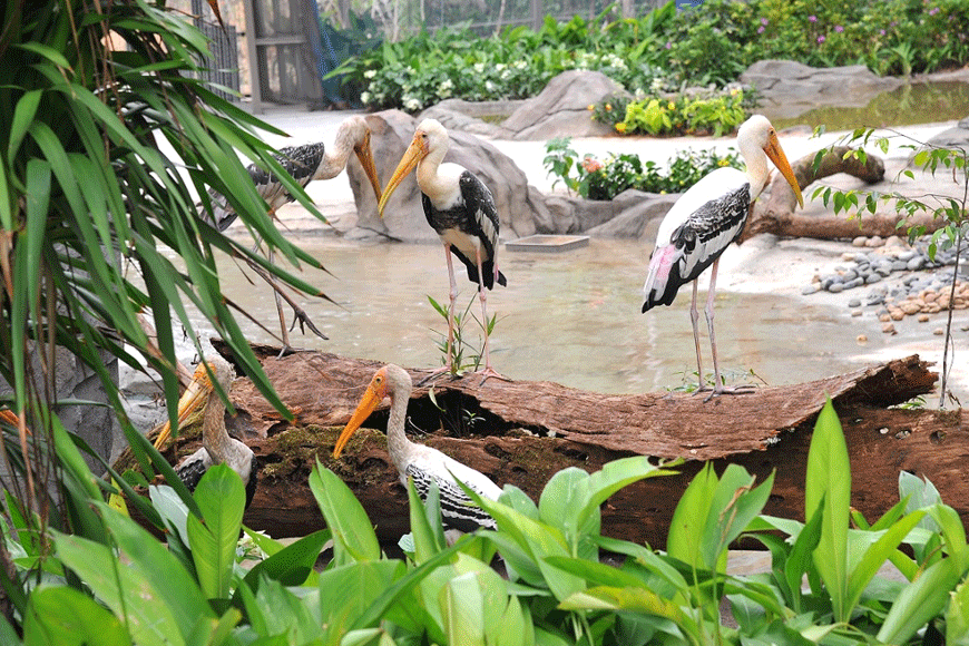Lưu ý khi tới tham quan Vinpearl Safari Phú Quốc. Ảnh: sưu tầm