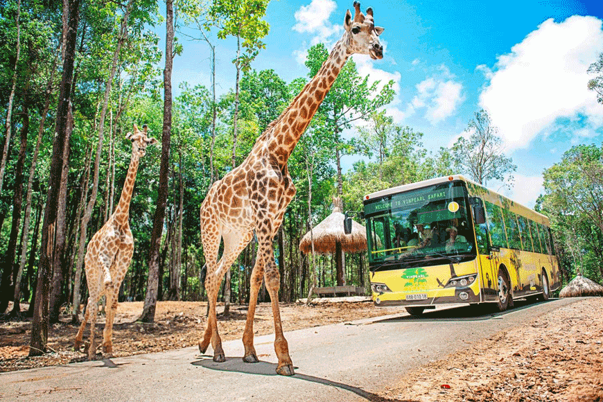 Trực tiếp ngắm nhìn những loài vật hoang dã. Ảnh; sưu tầm