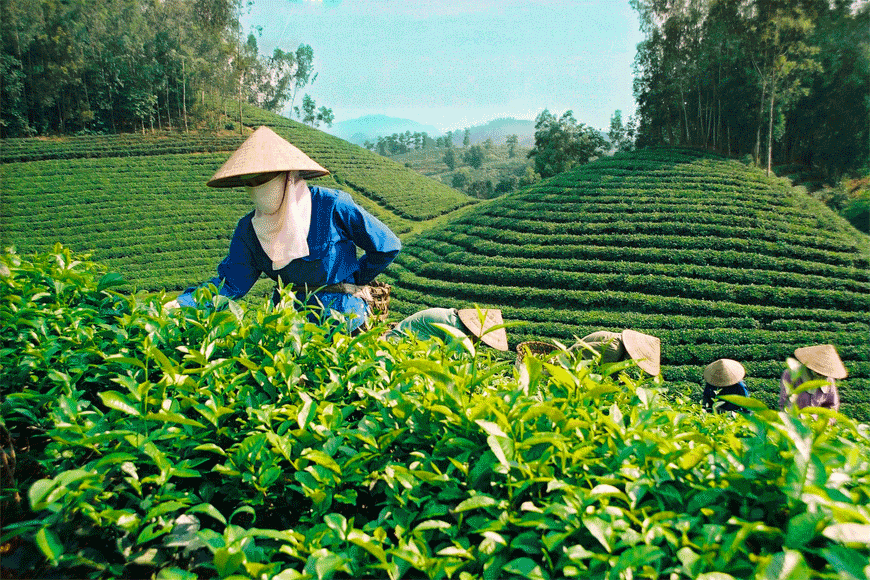 Cùng người dân hái chè. Ảnh: sưu tầm