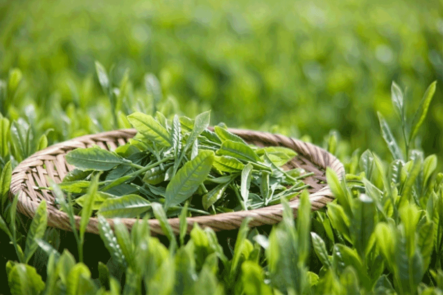 Lưu ý khi tới Không gian văn hóa trà Tân Cương. Ảnh: sưu tầm