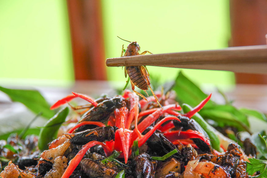 Quy trình sơ chế dế cơm chiên mắm. Ảnh: Sưu tầm 