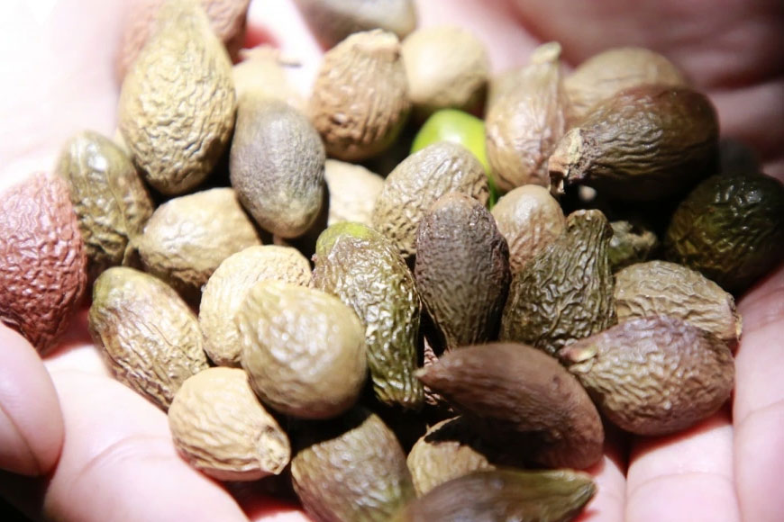 Quả ươi rừng. Ảnh: Sưu tầm 