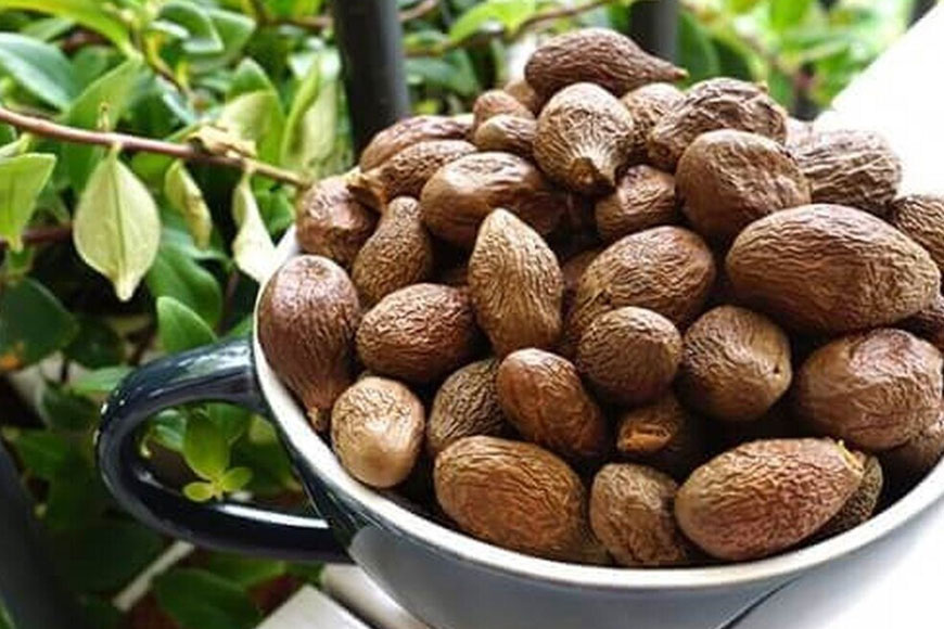 Cách sơ chế hạt ươi rừng. Ảnh: Sưu tầm 