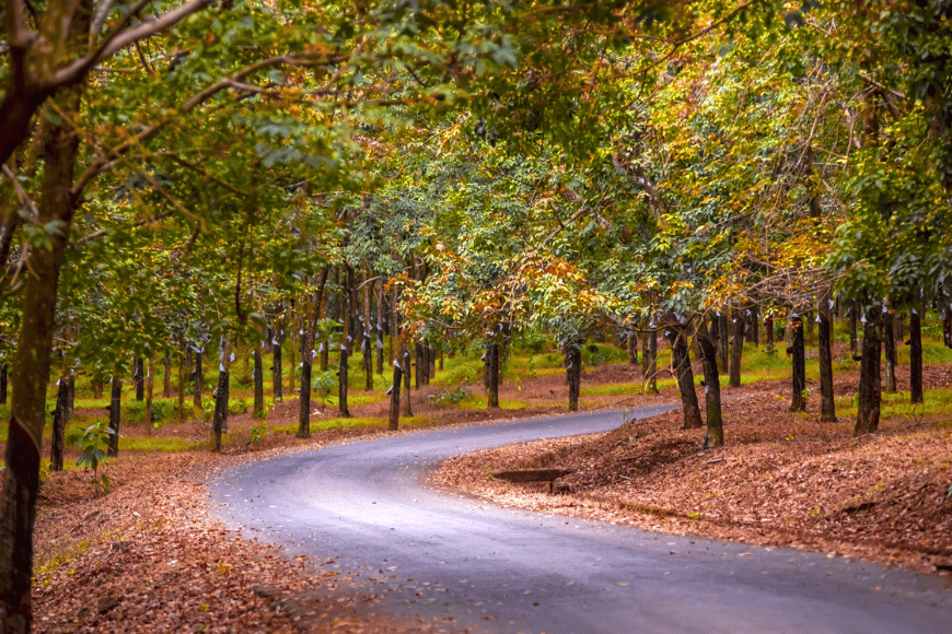 Top 12 Địa Điểm Check In Tỉnh Bình Phước: Khám Phá Vẻ Đẹp “Vương Quốc Cao Su”